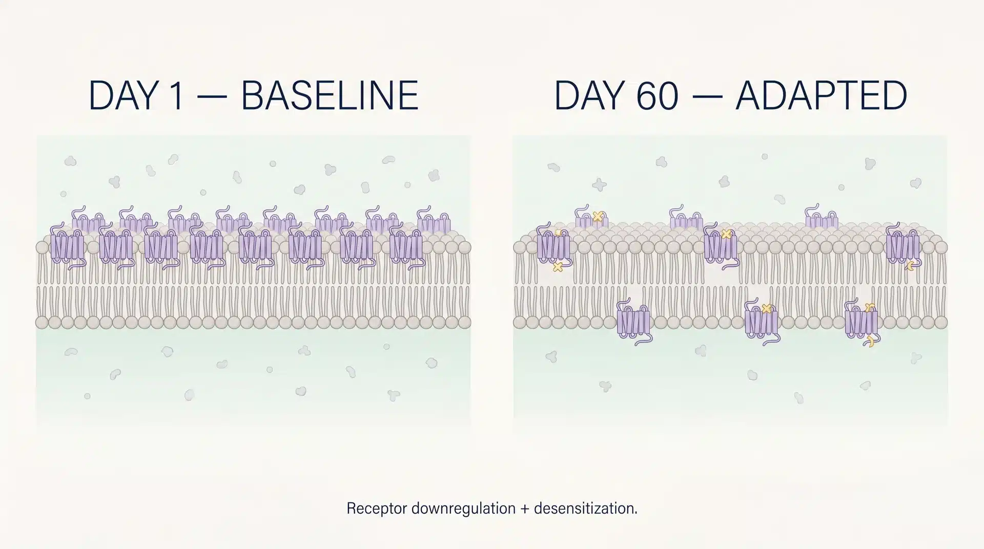 Scientific diagram comparing mu-opioid receptor density on a neuron at Day 1 baseline versus Day 60 after repeated kratom exposure, showing fewer receptors and desensitization markers